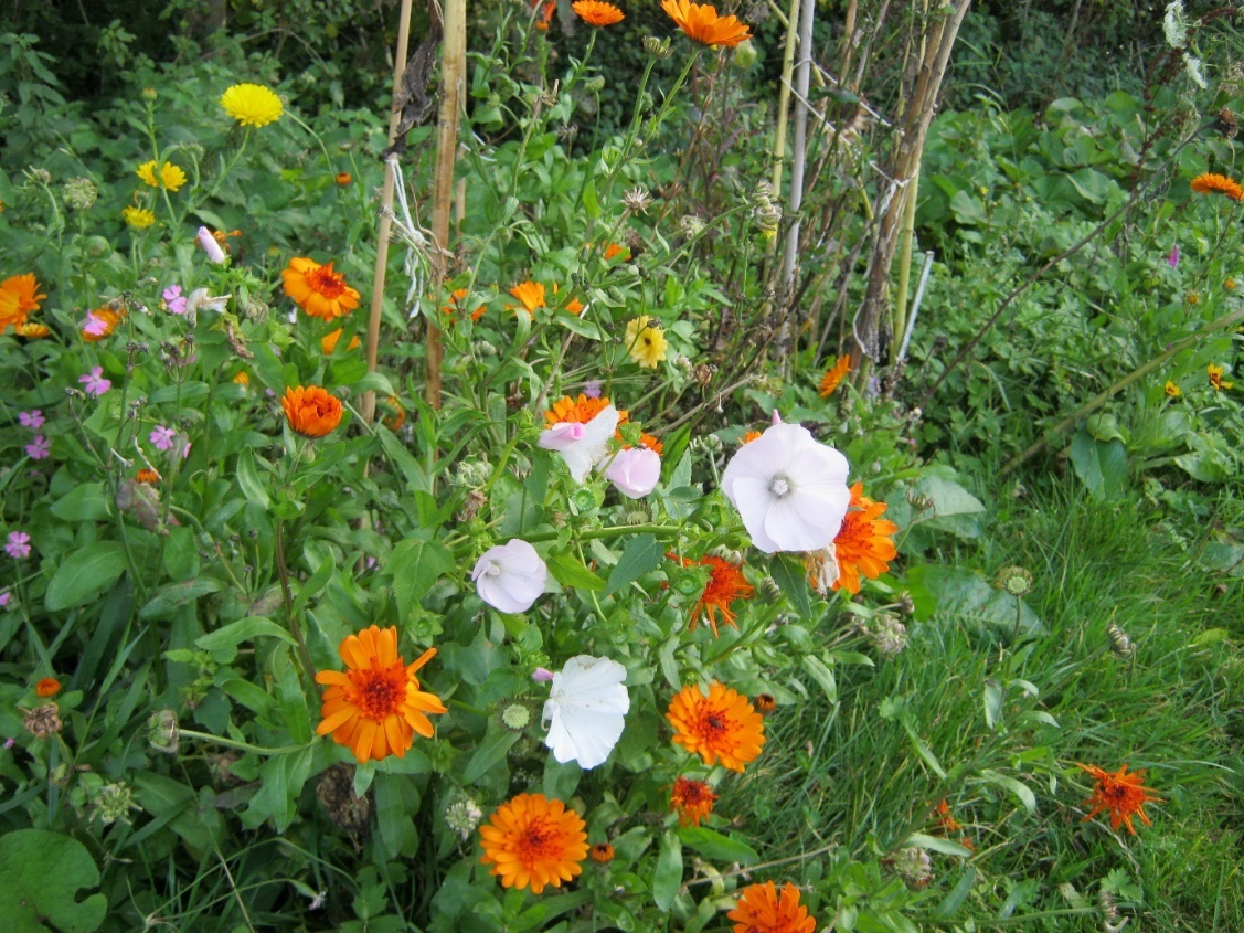 An orange flower in the grass Description automatically generated