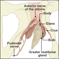 'There's nothing quite like the shape of a clitoris,' she said. 'The glans are dense with nerve endings and receptors - all the vibration and sensation is there.' The bulk of it is shaped like a pyramid, she said. Its base forms the external genitalia or vulva; its triangular 'walls' are wrapped around the urine-carrying tube known as the urethra and the vagina. When aroused, the whole structure becomes engorged.