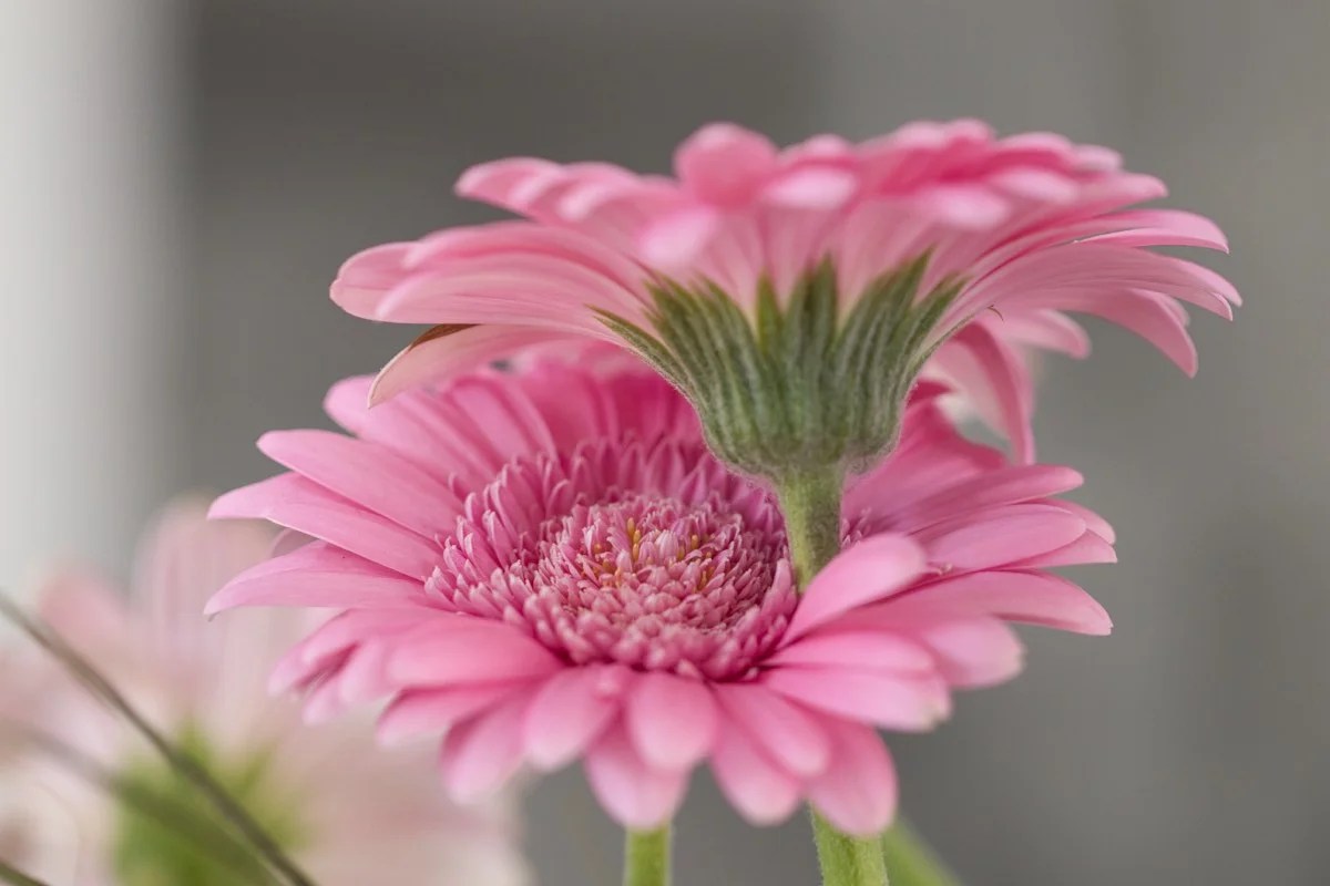 Rosa Gerbera