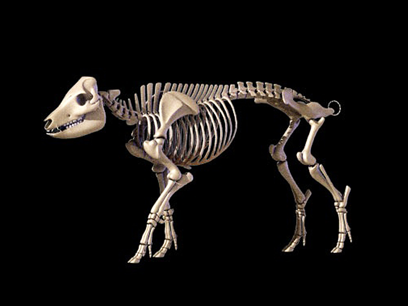 See more ideas about animal skeletons, dog anatomy, dog skeleton. Pig Bone Specimens Animal Skeleton Specimens Animal Anatomy Model