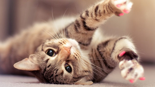 Kedilerin Koku Birakmasi Nasil Onlenir Hayvanlaraleminde Com