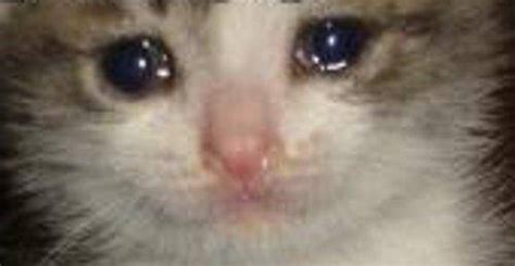 picture Teary Eyed Crying Cat Meme crying cat memes
