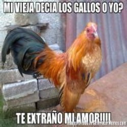 pix Imagenes Chistosas De Pollos Borrachos gallo memes
