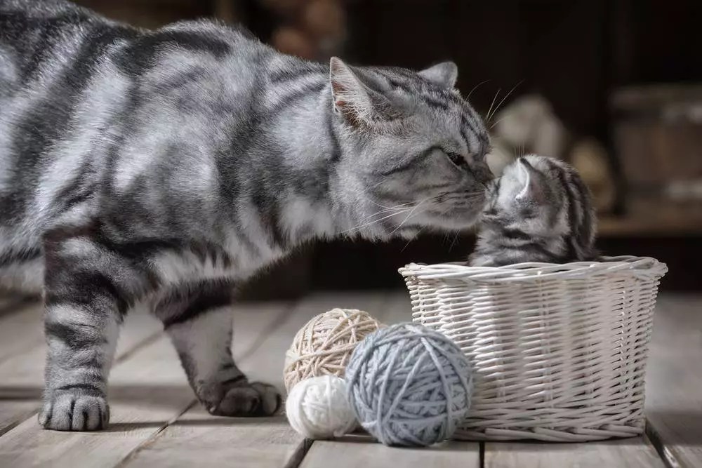 My new cat is aggressive towards residents cat