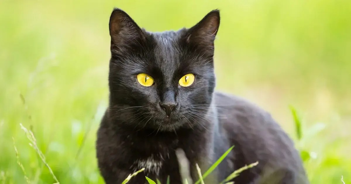 Bombay Cat Hero