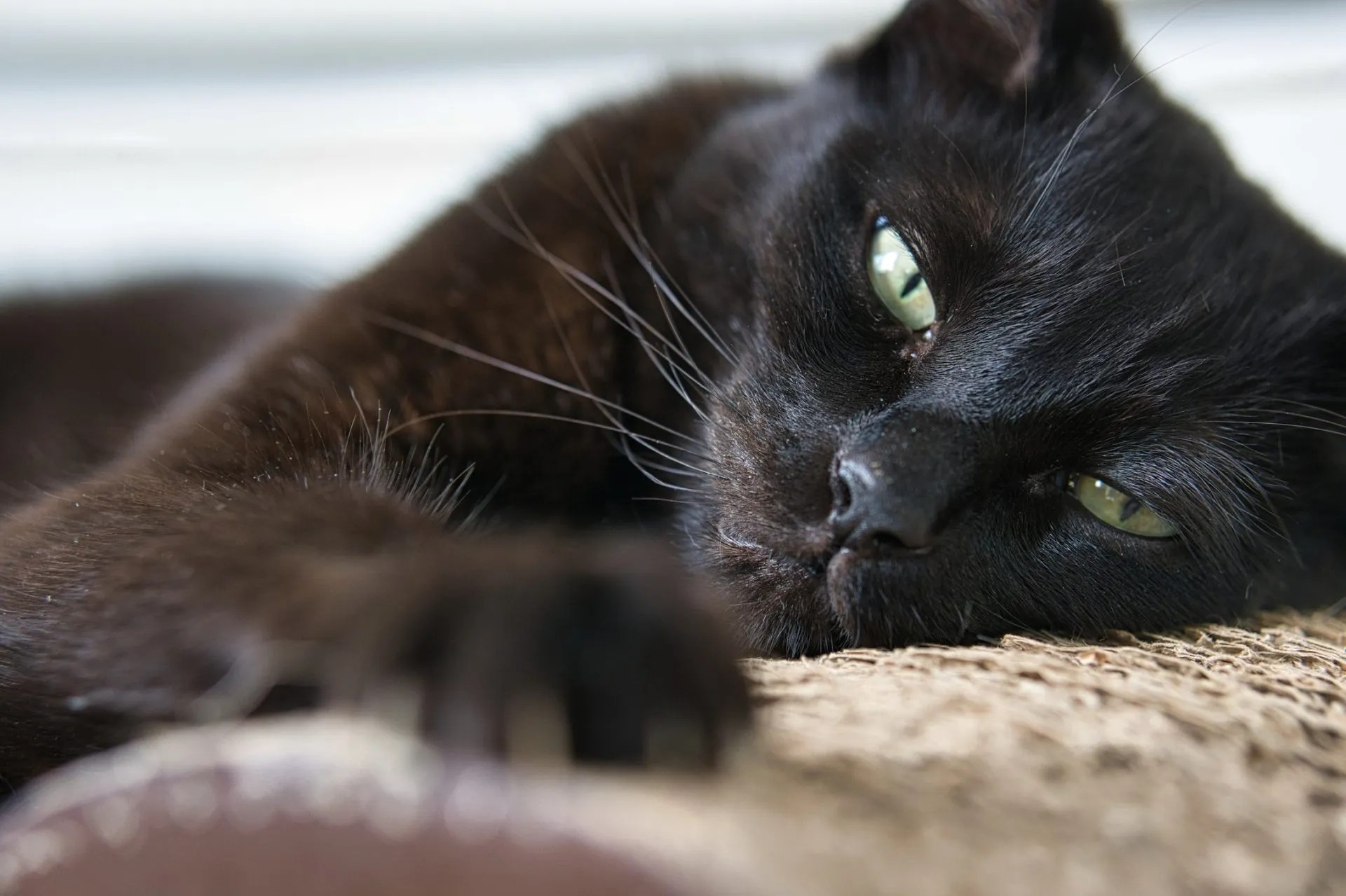 British Shorthair 636d0bc965dc8a