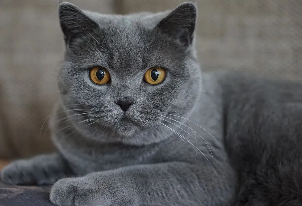Chartreux Cat