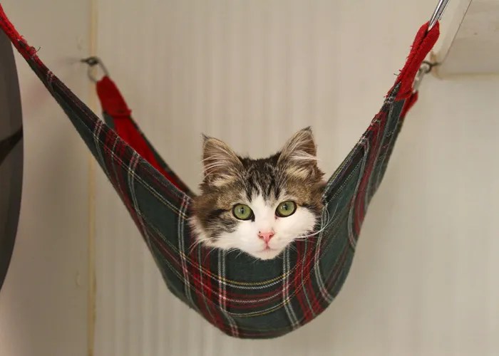 Create a Cat Hammock Using Simple Materials