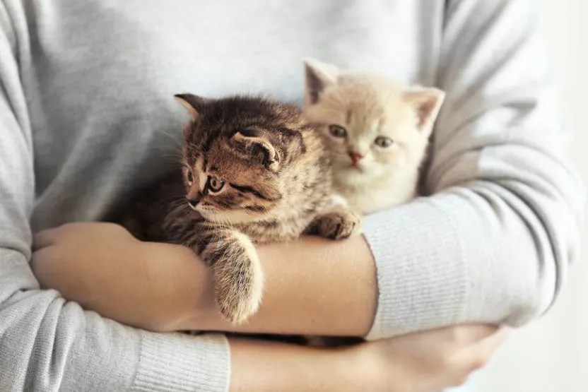 Daily Cat Care Routines Every Owner Should Know!