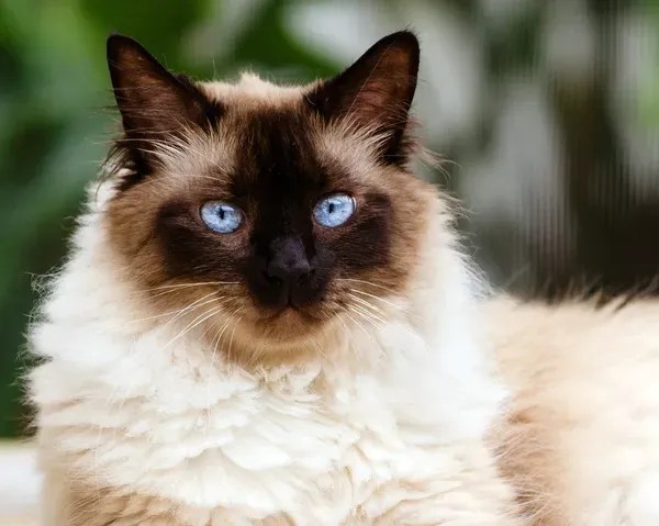 Himalayan Cat Breed