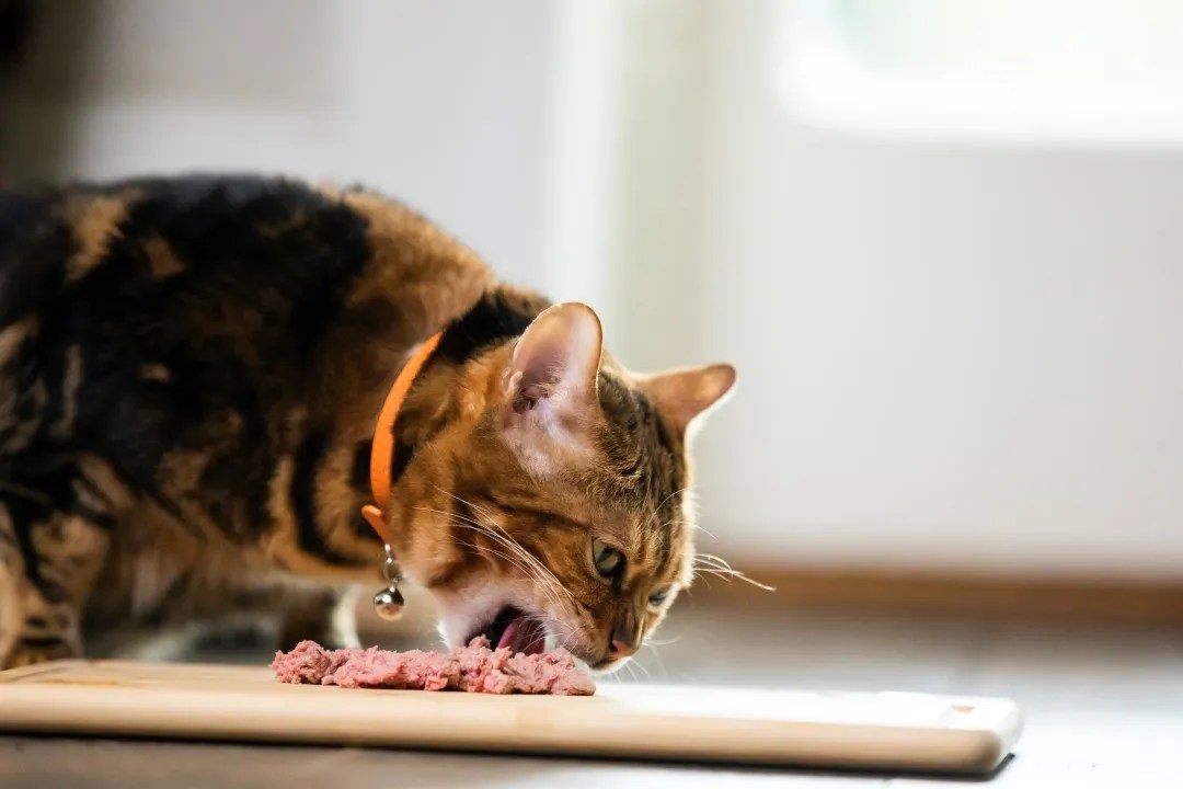 The Truth About Grain-Free Cat Diets