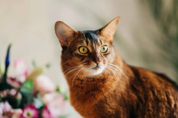 Somali Cat Breed Info
