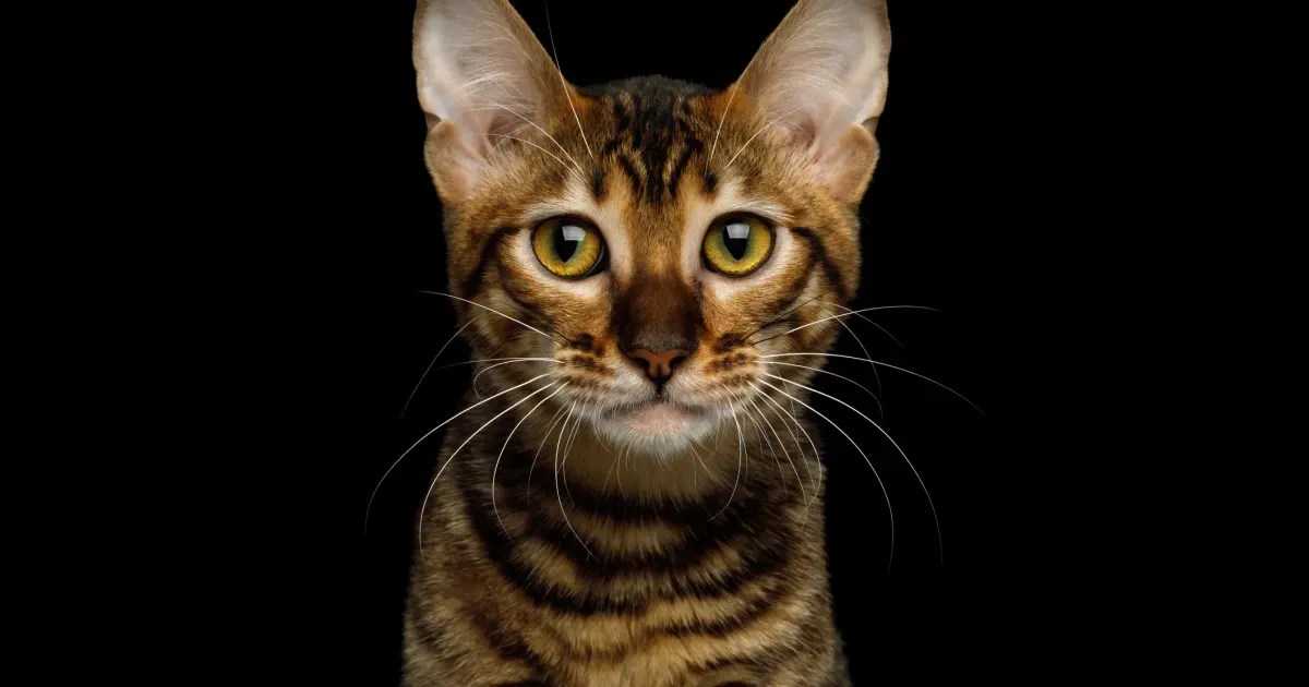 Toyger Cat Breed Guide