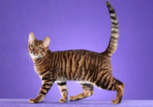Toyger Full Body