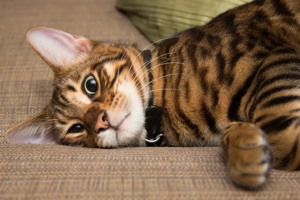 Toyger cat breed health image
