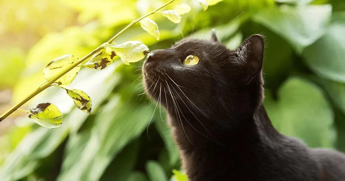 Bombay Cat Breed Info