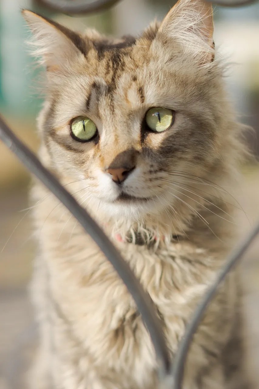 cat 7093817 1280