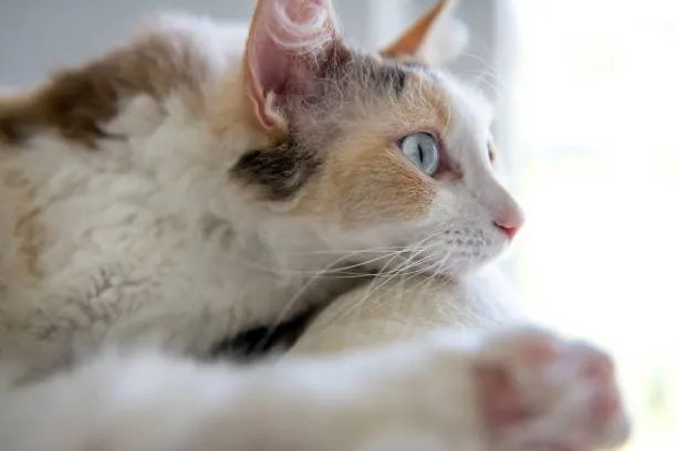 LaPerm Cat Breed