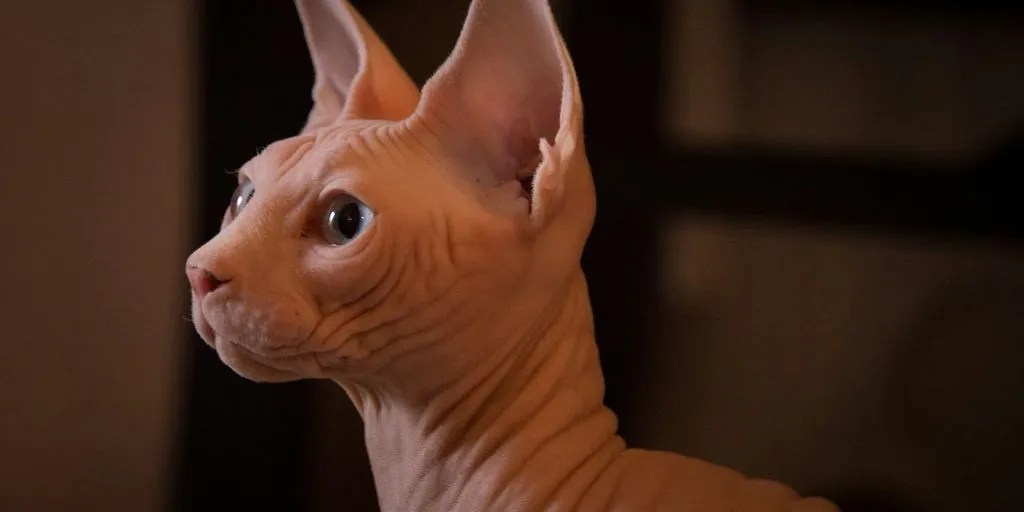 Bambino Cat Breed Info