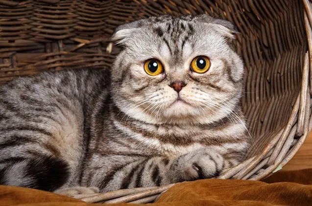 Foldex Cat Breed Info