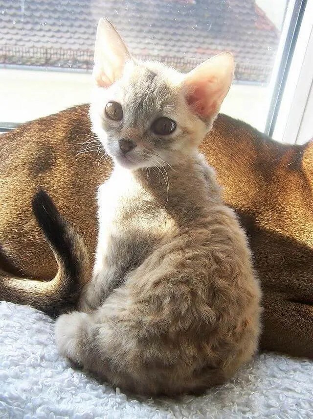 German Rex Cat Breed Info