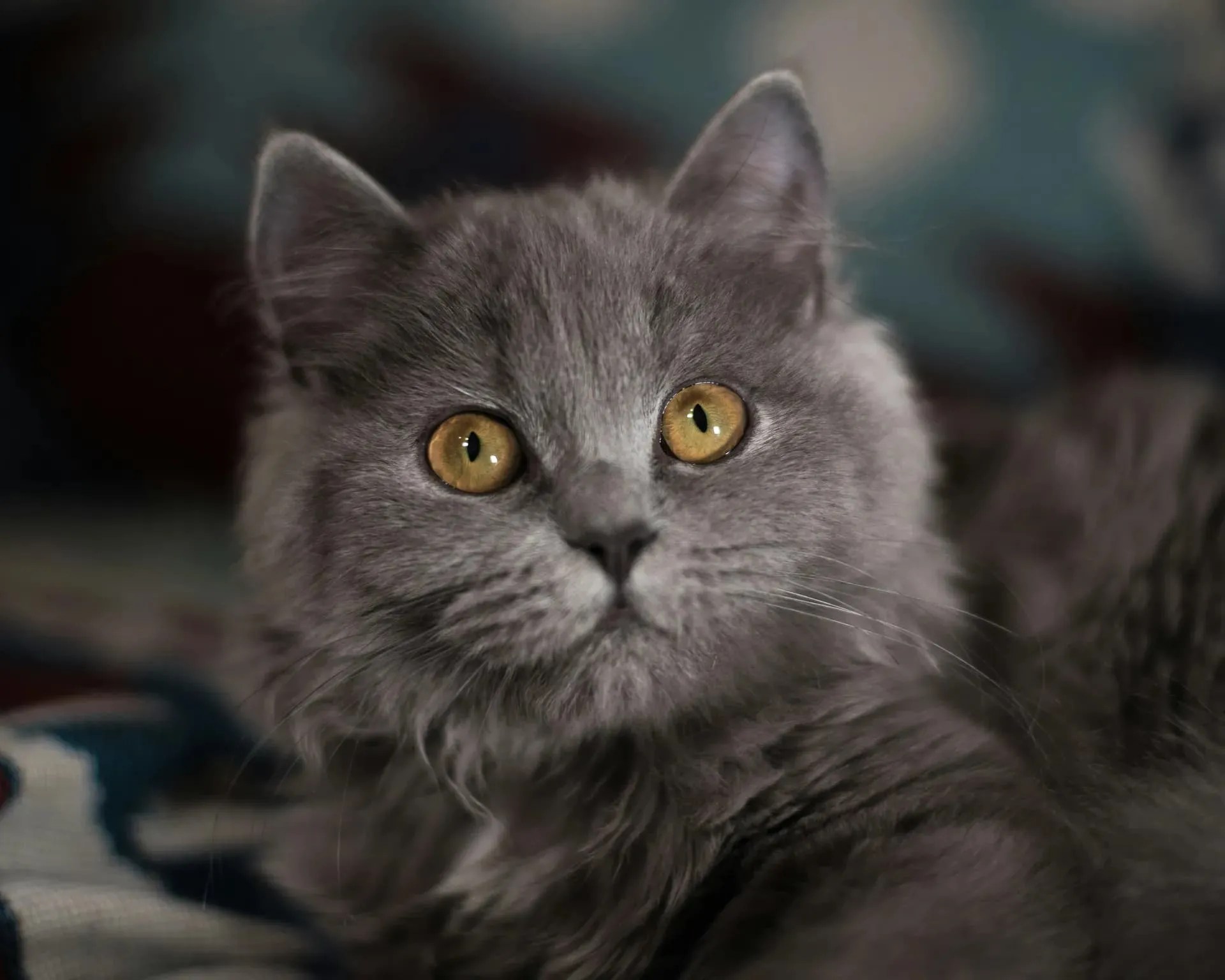 British Longhair Cat