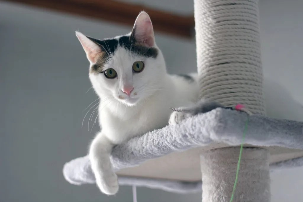 japanische bobtail