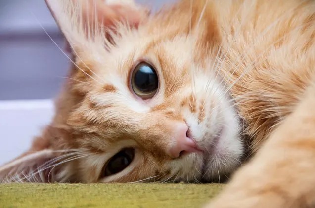 Javanese Cat Breed