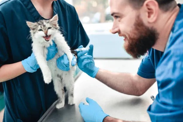 The Complete Guide To Vaccinations For Cats