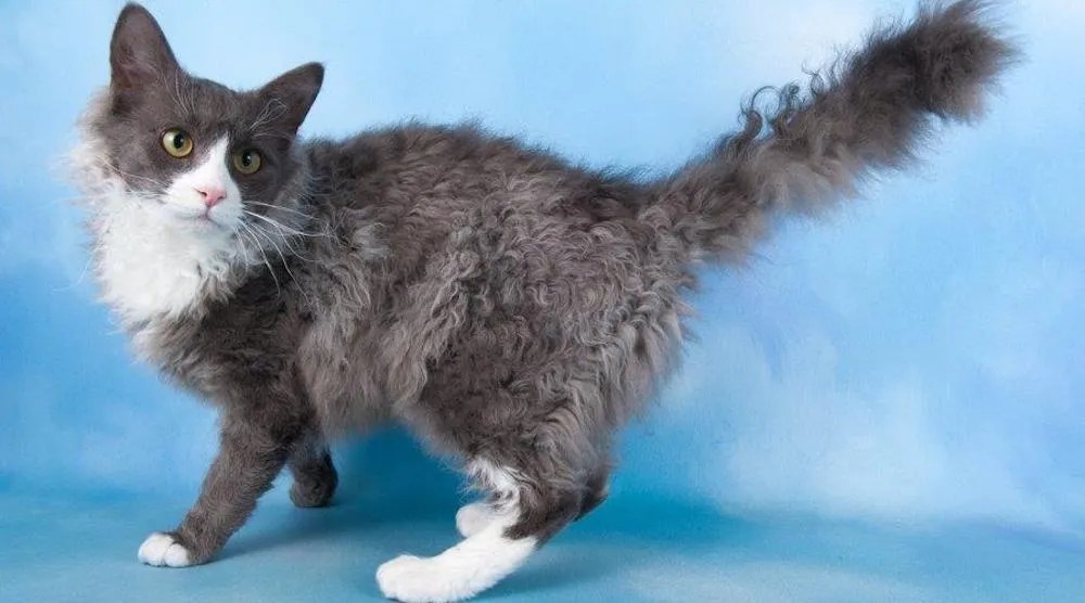 laperm cat
