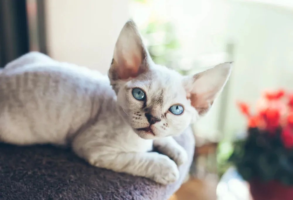 Minskin Cat Breed Profile