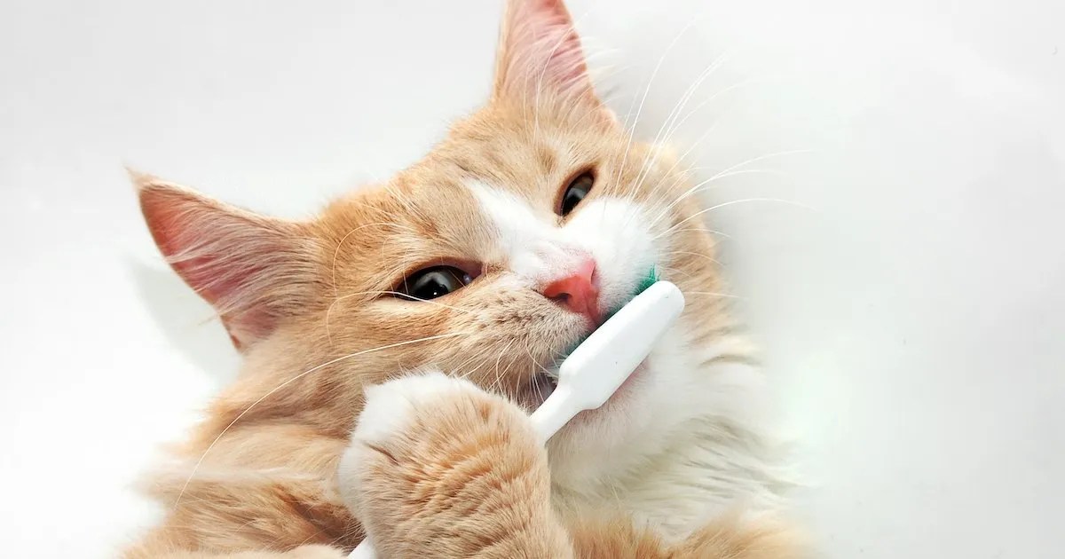 How to Brush Your Cat’s Teeth (And Why It Matters)
