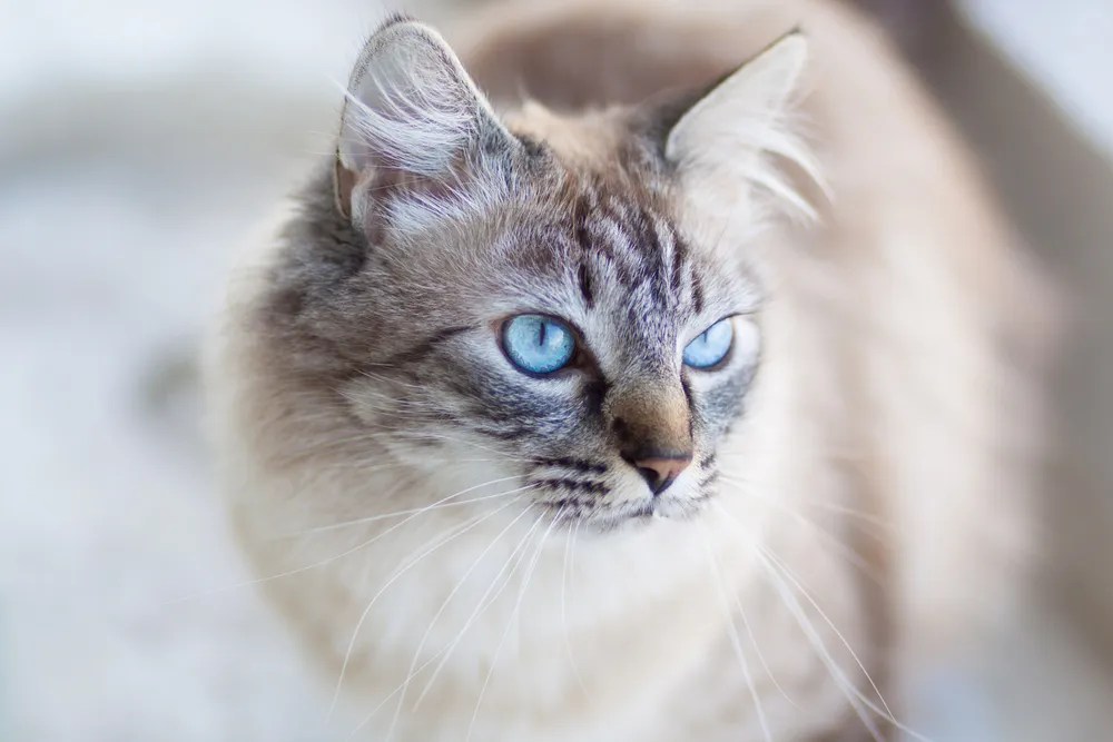 Domestic cat with turquoise blue