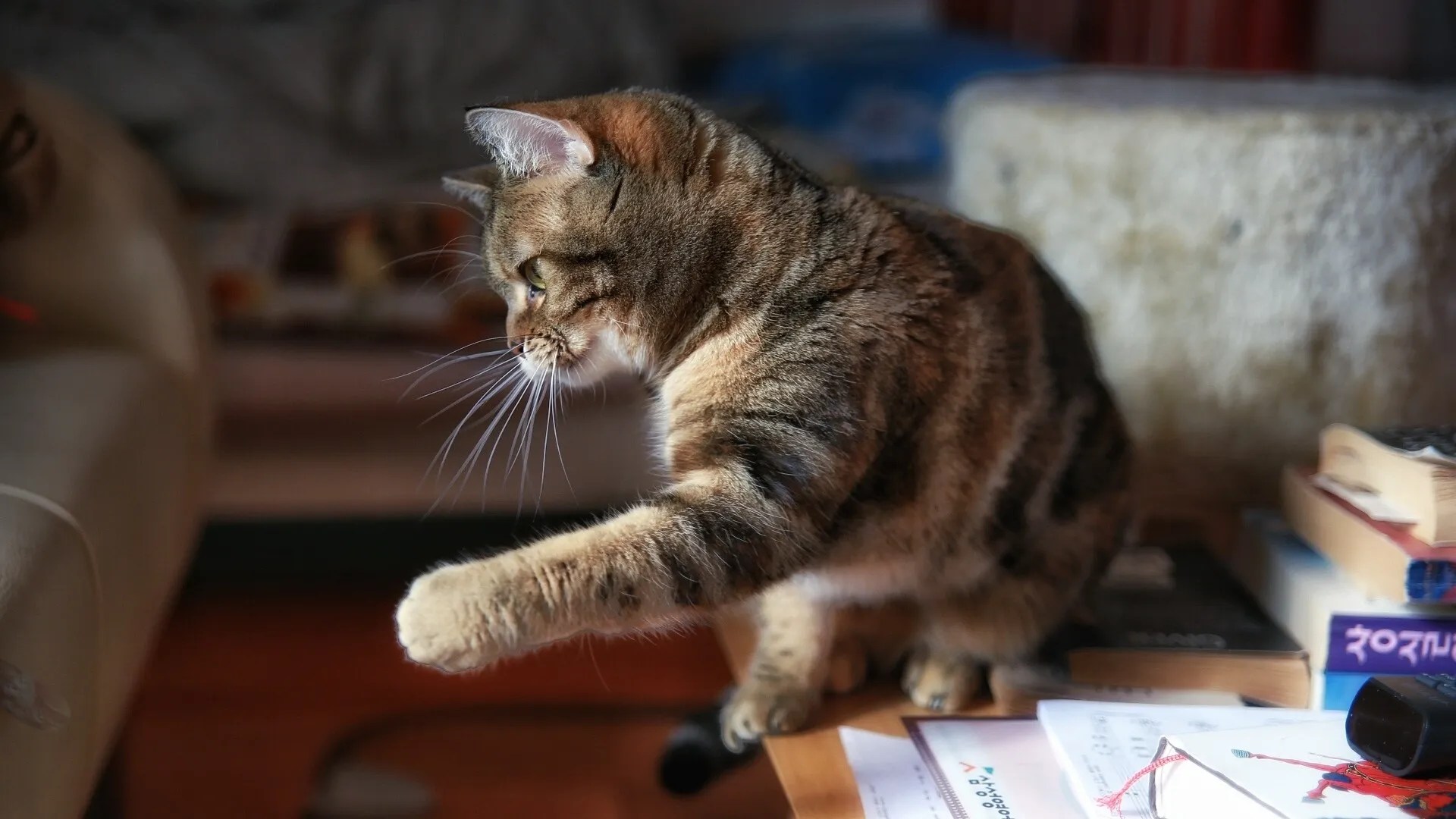 The Real Reasons Cats Knock Things Over