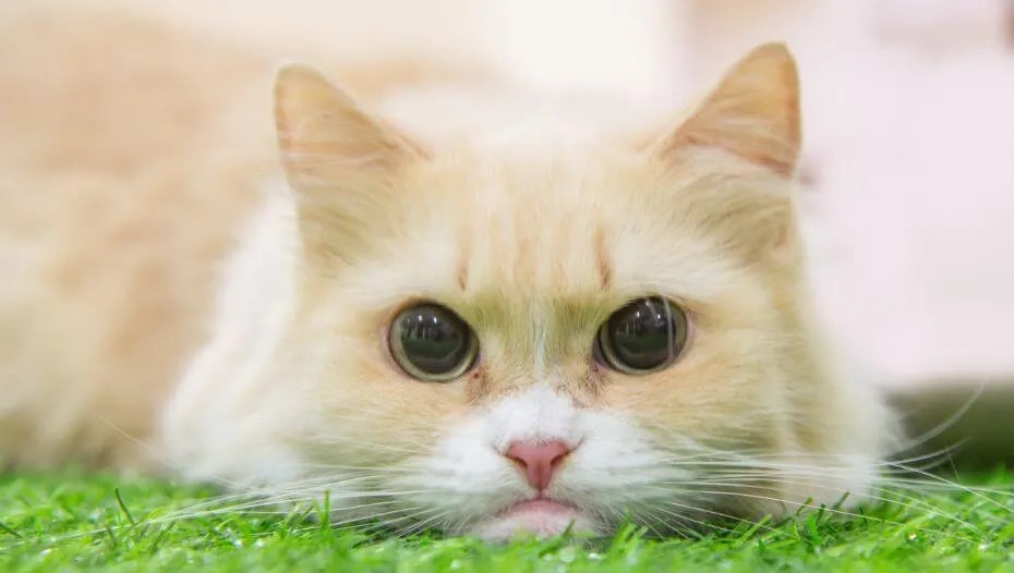 Munchkin.2