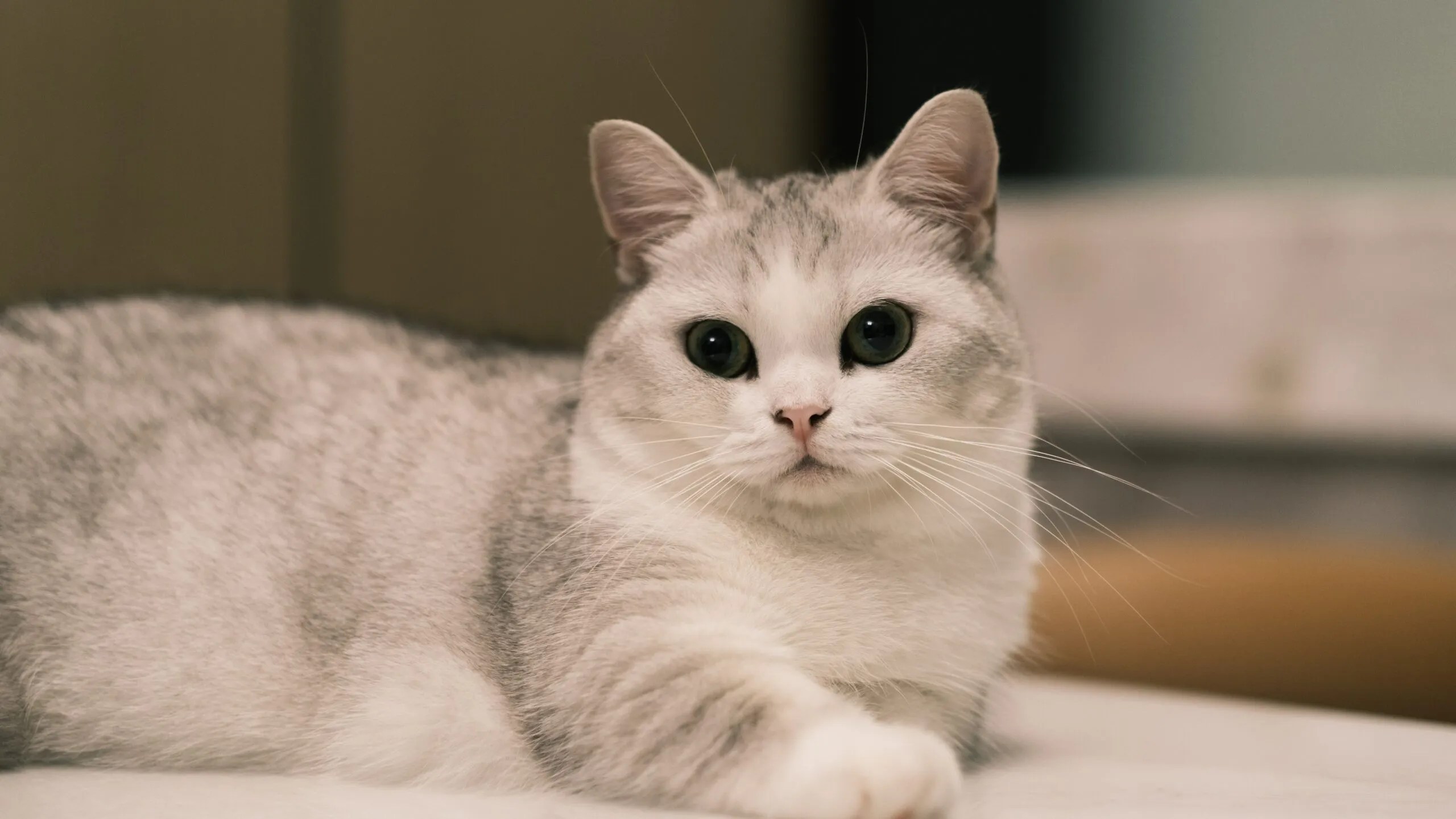 Munchkin Cat Breed Info