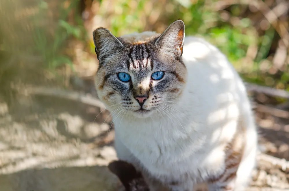 Portrait of a cat with blue eyes