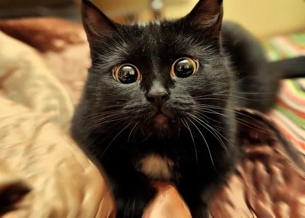 Understanding Cat Zoomies