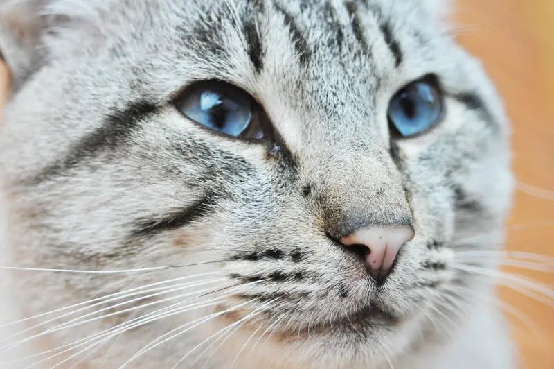 blue eyes ojos azules cat remark