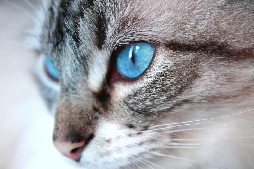 cat 1147308 960 720 960x640 1