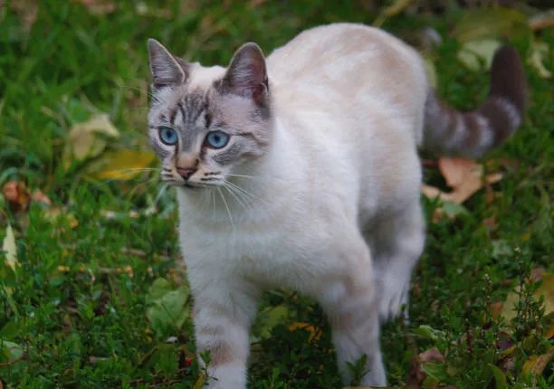 Ojos Azules cat Breed Info