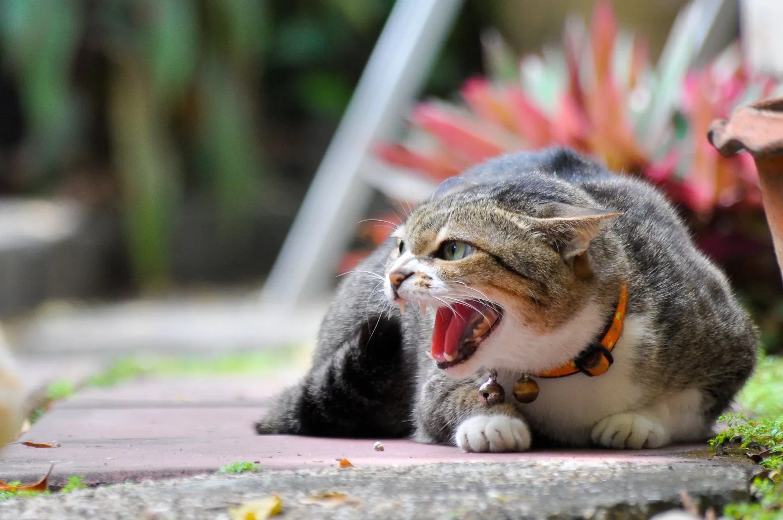 Aggressive Behavior in Cats