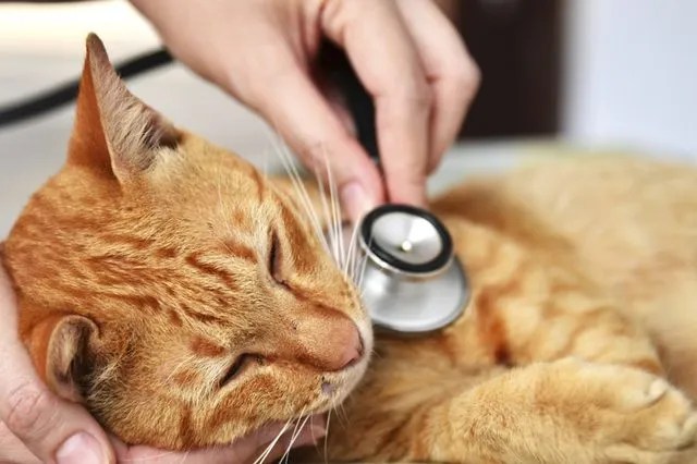 My Cats First Vet Visit