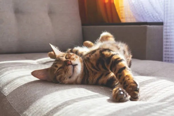 Cats sleeping position