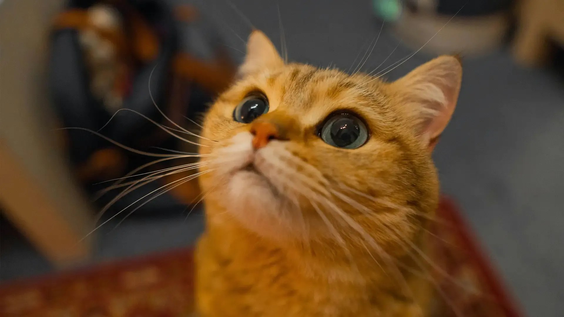 Common cat behavior issues