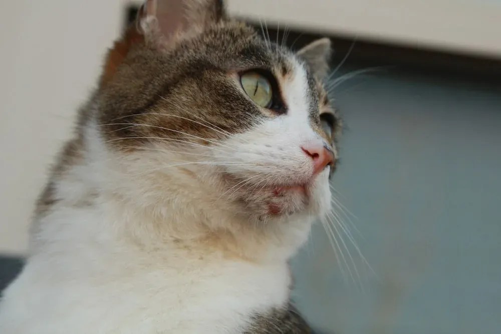 Common Skin Conditions In Cats