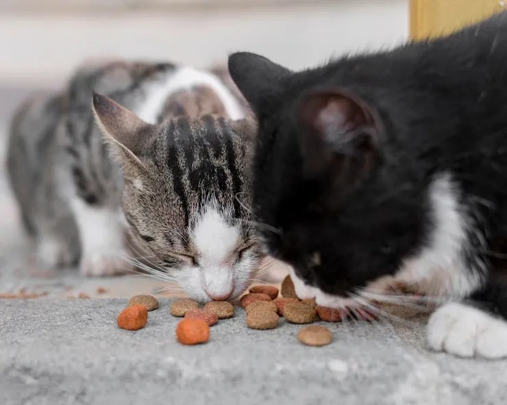 Feeding Tips For Picky Eater Cats