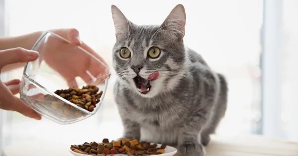 How Often Should You Feed Your Cat?