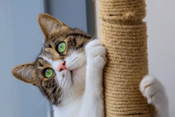 Best Scratching Post for Cats