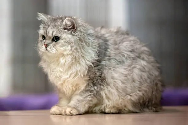 Selkirk Rex Cat